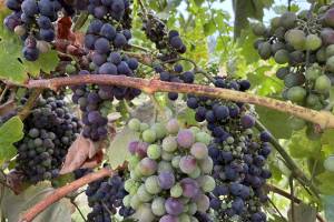 Vines RRValley2_Birgit